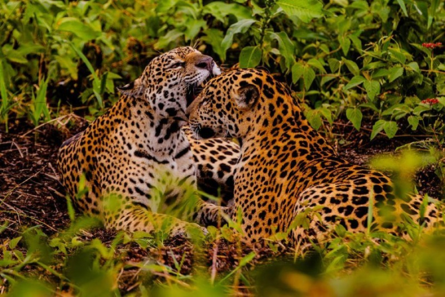 Embratur destaca Pantanal e Mato Grosso como potências do turismo brasileiro