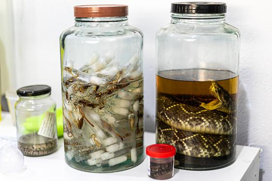 Mais de 900 atendimentos por escorpiões colocam Cuiabá em alerta