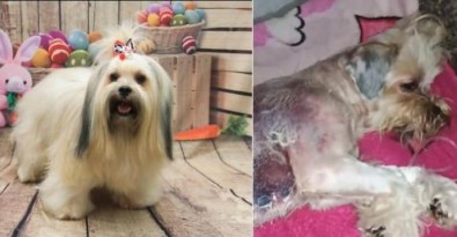 Pet shop investigado após cachorro voltar com queimaduras graves funcionava de forma clandestina em Cuiabá