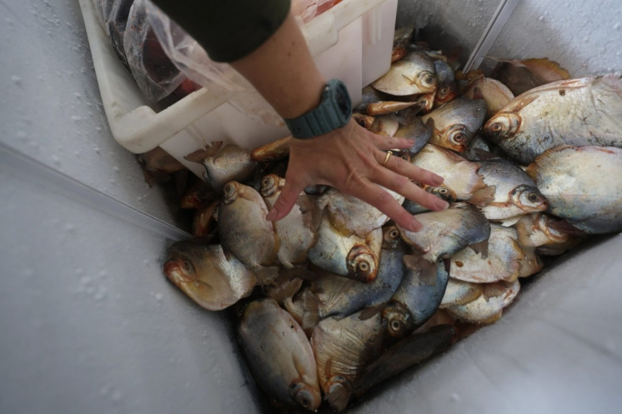 Quase uma tonelada de pescado ilegal é apreendida em Cuiabá