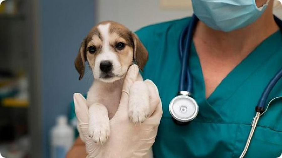 Lei endurece punições contra exercício clandestino da Medicina Veterinária