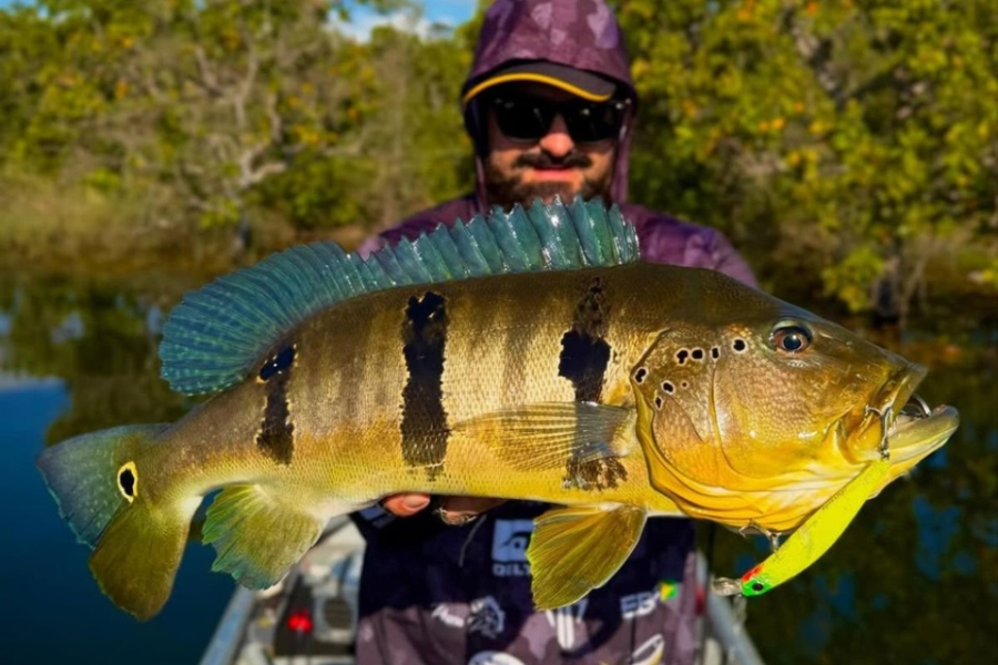 Tucunaré 'híbrido' de 62 cm é pescado no Lago de Manso em Chapada dos Guimarães