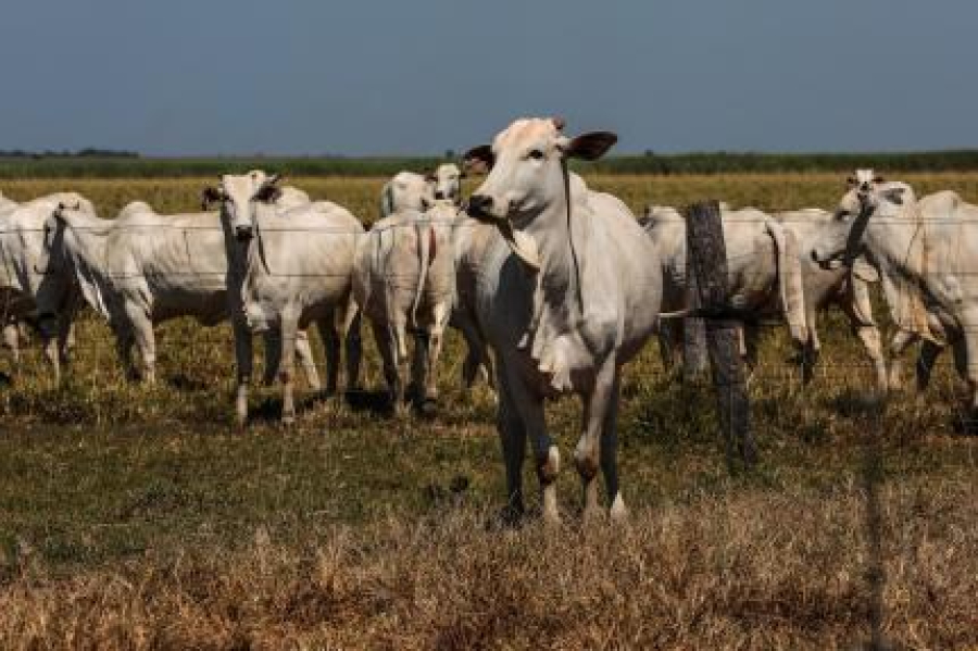 Carne Halal em Mato Grosso; entenda as regras, o abate e a força do mercado