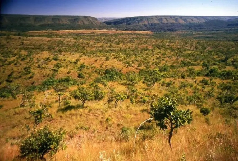 Cerrado perde área de vegetação equivalente ao Amapá perto de rios em 40 anos